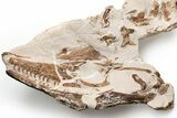 Fossil Mosasaur Skull With Vertebrae - Asfla, Morocco #225275-1